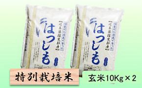 特別栽培米 【 令和8年産 】 玄米 20kg【 ハツシモ 】