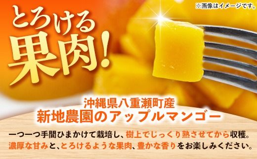 【化粧箱入り】【先行受付・2026年発送】新地農園 アップルマンゴー 優品 約2kg （4～6玉）- 産地直送 先行予約 沖縄県産 贈り物 ギフト 南国フルーツ 旬の味覚 オススメ 沖縄県 八重瀬町