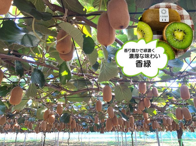 【先行予約】「産直の里大晴農園 内牧」キウイフルーツ２種詰め合わせ　27～33玉入り【本州限定】【埼玉県 春日部市 国産 果物 フルーツ 詰め合わせ 食べ比べ 旬の味覚 産地直送 家庭用 デザート】(BY003-3)