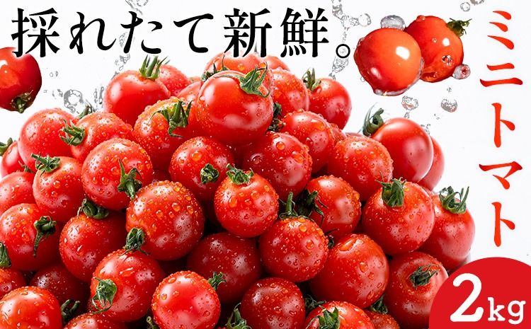 ミニトマト とれたてミニトマト 2kg トマト 野菜 サラダ ダイエット おやつ パスタ マリネ 有機肥料 ミニトマト宮本[1月中旬-6月中旬頃出荷] 熊本県 長洲町 送料無料 トマト とまと 野菜 国産 熊本県産---sn_miyamtmt_q16_r7_10000_2k---