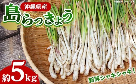 yꌧdzyYnz썑t[Y̓傤5kg - Y 傤 Ð|Ђ Е VՂ `v[   ꌧ dY