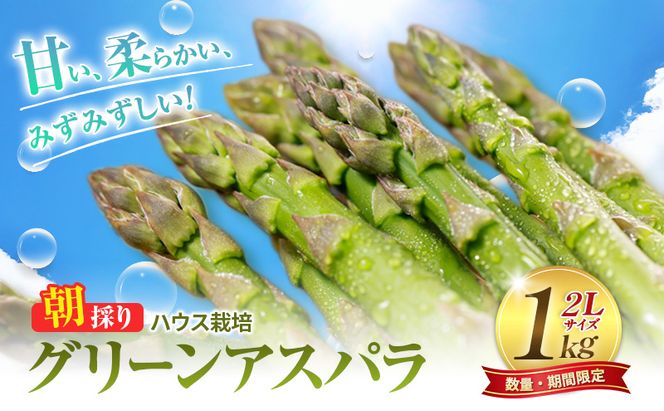 2027年春発送 ふらの産 グリーンアスパラ1kg［2Lサイズ］ハウス栽培 富良野 北海道 野菜 アスパラ 朝採り アスパラガス