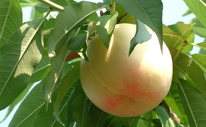 桃 2026年 先行予約 岡山の 白桃 (晩生種) 約3.0kg 10～12玉 もも 岡山県 赤磐市産 フルーツ 果物 あかいわファーマーズガーデン デザート 旬の果物 旬のフルーツ