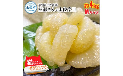 【先行予約】楠瀬さん土佐文旦 約4kg Mサイズ〈2027年2月15日～2027年4月5日発送〉 猫ムッキーちゃん入り 12玉前後 ぶんたん ブンタン フルーツ 柑橘 みかん 果物 くだもの 柑橘類 デザート 贈答用 プレゼント ギフト【まる庄果樹園】[BQAF015]