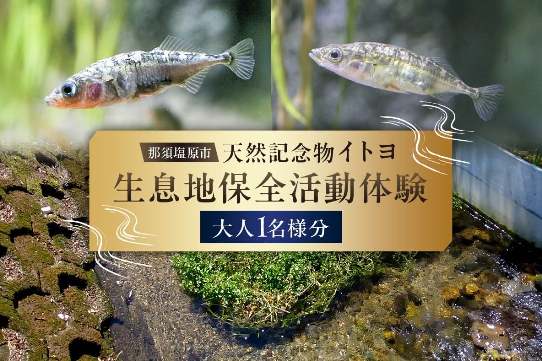 ns056-003 那須塩原市天然記念物イトヨ 採捕・生息地保全活動体験[大人1名様分]