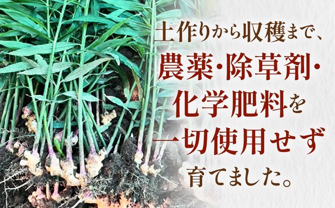 信玄生姜　おろし生姜　CE-3