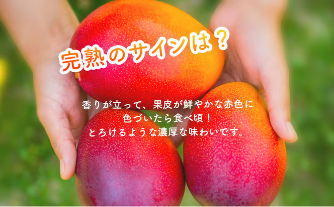 ハナトフルーツ 沖縄県産マンゴーA品 ２ｋｇ 【 先行予約 2026年発送 】