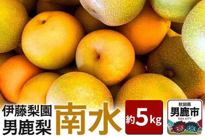 【先行受付】男鹿梨 「伊藤梨園」の南水 梨 約5kg 2L～3L 14玉～16玉 秋田県 男鹿市 旬の果物 2026年10月中旬以降出荷|23_itn-020501