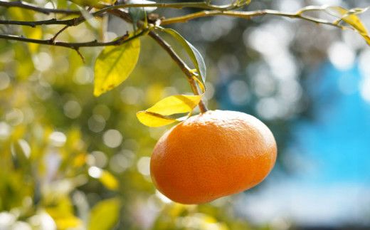 先行予約 甘平 約5kg みかん 蜜柑 柑橘 オレンジ フルーツ 果物 くだもの 高級 ブランド ビタミン 美容 健康 愛媛 愛南 【お届け期間:2024年1月頃～2月頃】  (なくなり次第終了)