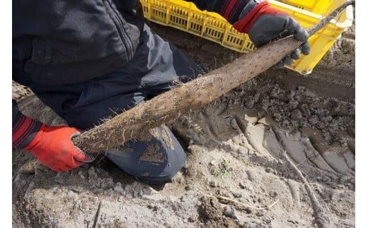 753.【ご自宅用】鳥取特産品　砂丘ながいも（カット）3kg 313726_BR001