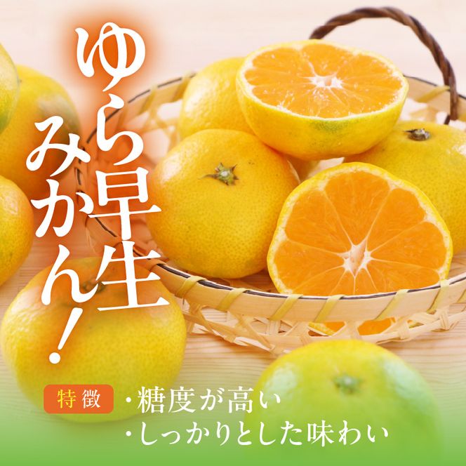MK1065_【2026先行予約】ゆら早生 みかん 山から直送 箱込 2.5kg ( 内容量 2.3kg ) 採れたてそのままごろごろ規格 有田みかん 和歌山県産