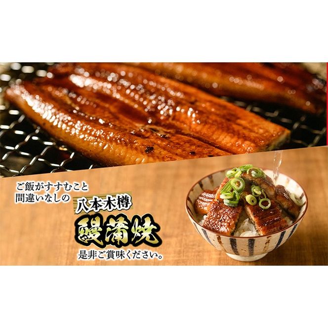 【数量限定】特大! 国産 八本木樽鰻の蒲焼(186g以上×5尾) c0-104