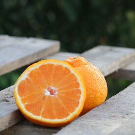 BL6016n_【産地直送】和歌山県産 不知火 12玉～24玉【でこぽん デコポン しらぬい 不知火 柑橘】