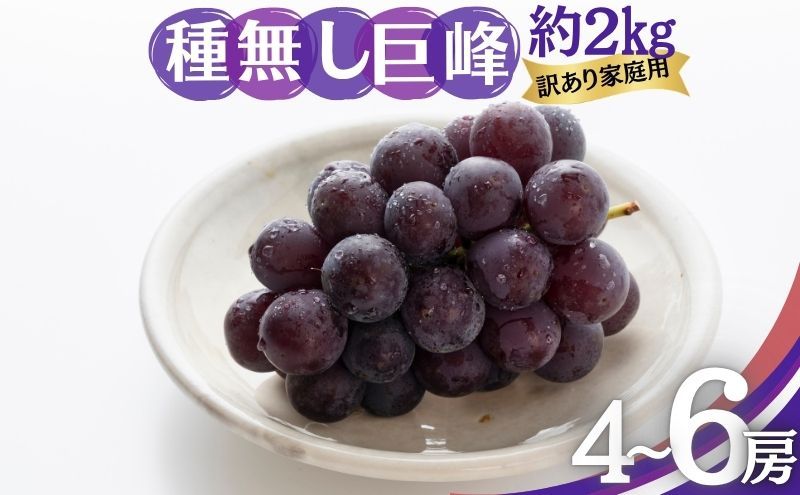 [レビューCP実施中][2026年9月〜発送]種無し巨峰 訳あり家庭用 約2kg 4〜6房 ぶどう 葡萄 巨峰 果物 信州 長野