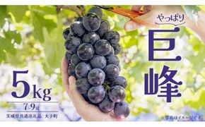 巨峰 5kg (7～9房) 【2026年7月上旬発送開始】(茨城県共通返礼品：大子町) ぶどう 葡萄 ブドウ フルーツ 果物 スイーツ