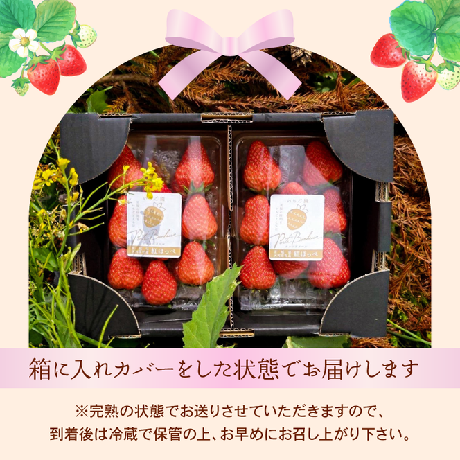 大河原町のいちご 完熟いちご 2パック 果物 フルーツ 苺 紅ほっぺ かおり みずみずしい ジューシー 期間限定 季節限定 いちご 小分け