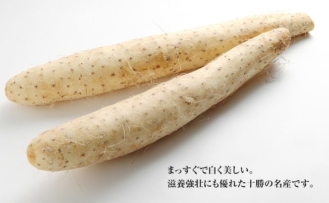 2026年12月発送 先行予約 十勝「忠類長いも」10kg (10～16本) L～2L［JA忠類］【 長芋 ながいも 山芋 芋 とろろ 野菜 根菜 産地直送 贈答 ギフト北海道 幕別 】