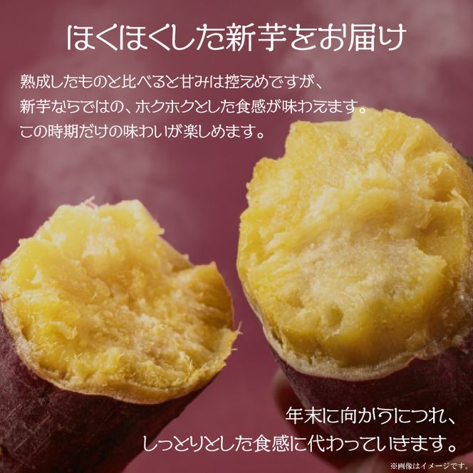 【2026年9月より順次発送】農産物直売所「やさいの声」紅はるか 新芋 洗い 約5kg|さつまいも サツマイモ 紅はるか 洗い 行方市 ふるさと納税(EK-9)