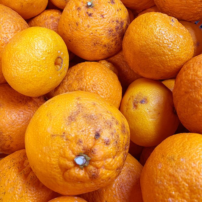 ZE6378n_有田の不知火(しらぬひ) 【訳あり　家庭用】　3kg (S～4Lサイズ混合)まごころ手選別