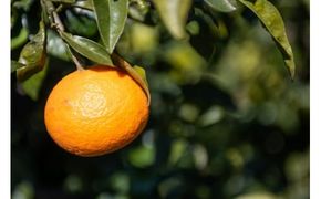 【先行予約】いのうえ農園のなつみ 5kg ※離島への配送不可 (※2026年5月上旬頃より順次発送) IKTAI002