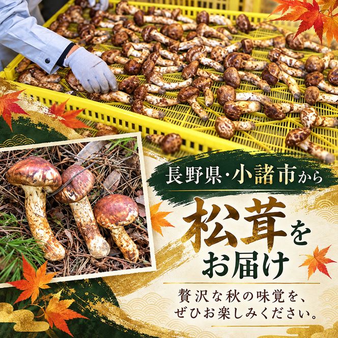 松茸 約300g 約2～4本 きのこ 野菜 国産 秋の味覚 冷蔵 冷蔵配送