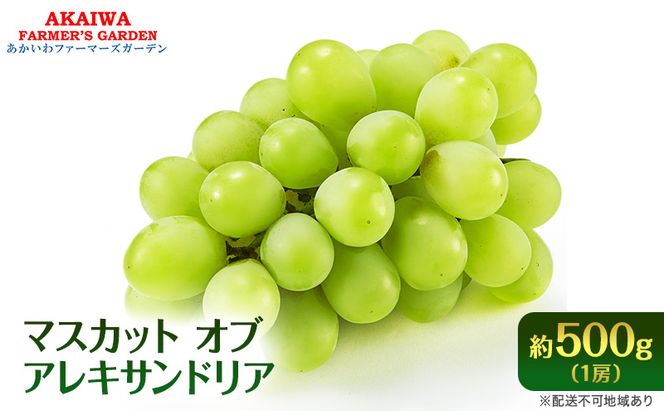 ぶどう 2026年 先行予約 マスカット オブ アレキサンドリア 約500g 1房 葡萄 フルーツ 果物 岡山 赤磐市産 ブドウ 果物類