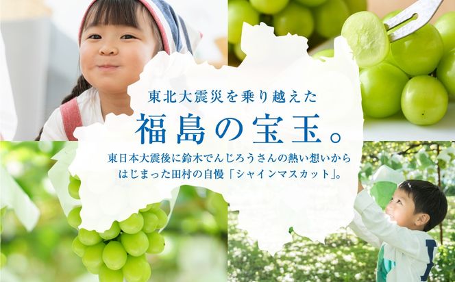 シャインマスカット 1.3kg 2房 先行予約 冷蔵 種無し 種なし ブドウ ぶどう 品種 果物 甘さ 香り 美味しい 食べ方 人気 ランキング おすすめ 家庭用 福島 ふくしま 田村 田村市 たむら 鈴木農園 でんじろうさん N046-002