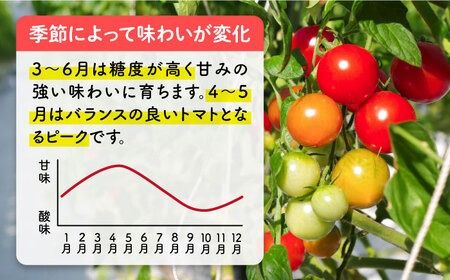 フルティカ 2kg (1kg×2箱) 糸島市 / かわぞえ農園 [AAM006] トマト フルーツトマト