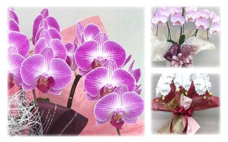 おまかせ 胡蝶蘭 ( ミディ 胡蝶蘭 3本立 ) 糸島市 / はざま園芸 [AND005] 胡蝶蘭 お祝い ギフト 贈答 洋蘭 開店祝い 新店 祝い 白