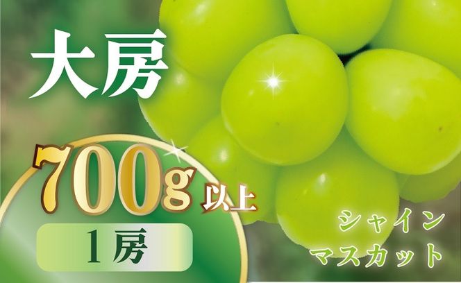 【2024年/令和6年発送分】最高級　大房　シャインマスカット1房(約700g）[山梨 シャインマスカット]　山梨県産　産地直送　フルーツ　果物　くだもの　ぶどう　ブドウ　葡萄　シャイン　シャインマスカット　新鮮　人気　おすすめ　国産　贈答　ギフト　お取り寄せ　AN-127