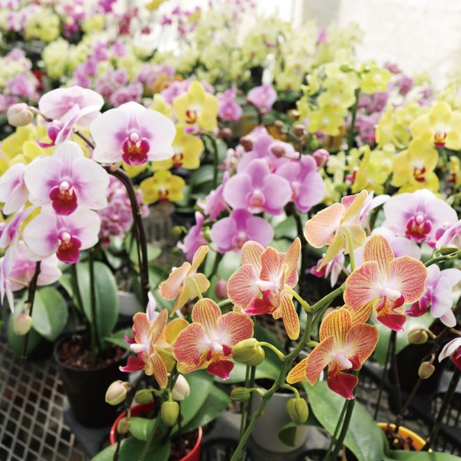 おまかせミニ胡蝶蘭（2本寄せ14輪以上）【陶器鉢】【お花 花 コチョウラン 胡蝶蘭 蘭 贈り物 プレゼント 誕生日 お祝い 誕生日 母の日 父の日 敬老の日 鹿嶋市 茨城県】（KAR-4）