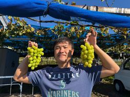 有田巨峰村三木と園のあま～い露地栽培種ありシャインマスカット 約1kg（2房）［2026年10月より順次発送］ BR11