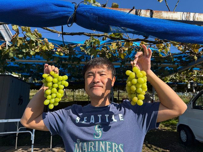 有田巨峰村三木と園のあま～い露地栽培種ありシャインマスカット 約1kg（2房）［2026年10月より順次発送］ BR11