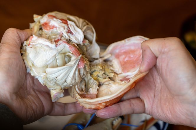 1033.鳥取県産　タグ付きボイル松葉ガニと活松葉ガニの欲張りフルコース中2枚セット　(700g前後)　※2025年11月上旬～2026年3月下旬頃に順次発送予定 313726_AL032