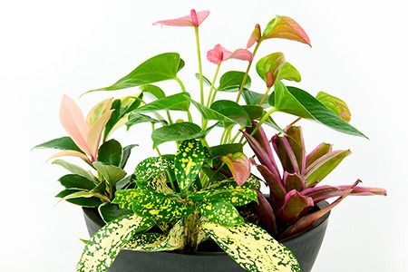 オリジナルアレンジ観葉植物　Sサイズ【寄せ植え インテリア リビング 室内 グリーン 植物 癒し リフレッシュ】 (H086104)
