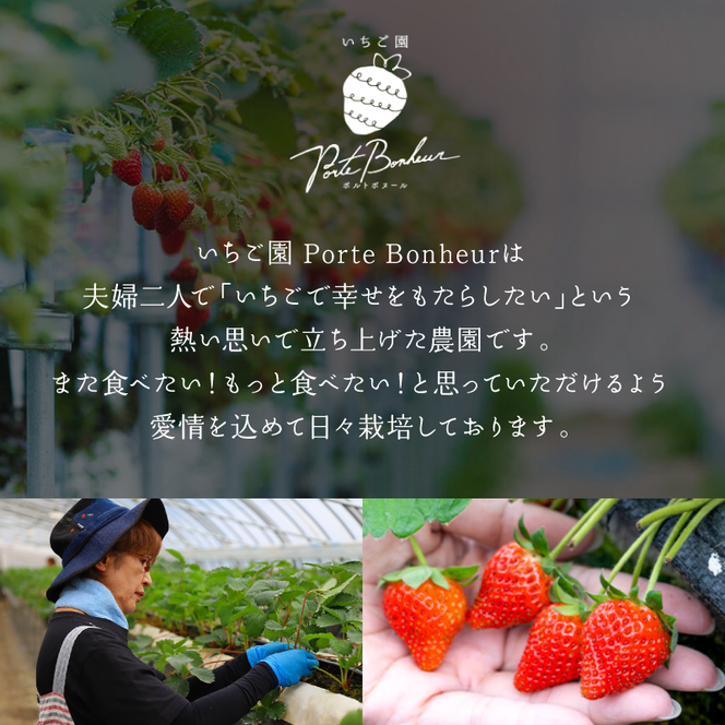 大河原町のいちご 完熟いちご 2パック 果物 フルーツ 苺 紅ほっぺ かおり みずみずしい ジューシー 期間限定 季節限定 いちご 小分け