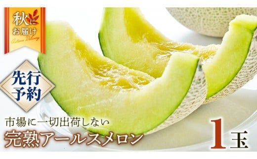 完熟 アールスメロン 1玉 2026年産 先行予約 メロン マスクメロン 青肉 果物 フルーツ 茨城県産 期間限定 数量限定 [AF086ci]