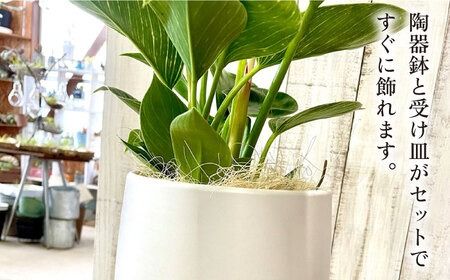 グリーンとホワイトのコントラストが美しい『 フィロデンドロン ・ バーキン 』 糸島市 / cocoha 観葉植物 [AWB032] 観葉植物 グリーン 緑 インテリア 雑貨 暮らし 植物 室内 おしゃれ ギフト