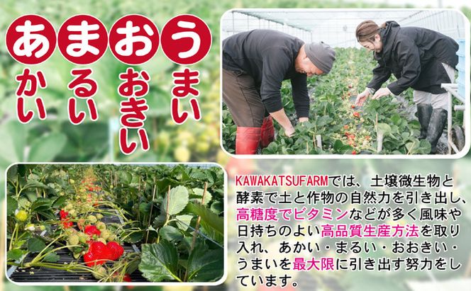 あまおう DX等級のみ 約1.04kg 約260g×4パック ※配送不可：北海道・東北・沖縄・離島 果物 苺 フルーツ デザート 旬 大粒 中玉 大玉 旬のあまおう 