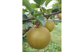 【2026年8月下旬より発送】三ツ田農園 新甘泉 (青秀)自家用3kg 313726_CY012