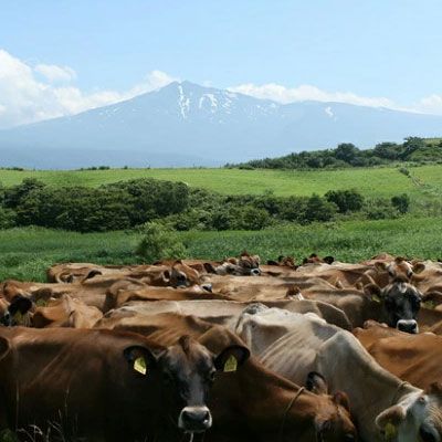 土田牧場 砂糖不使用 のむヨーグルト 900ml×4本 「生菌ヨーグルト」（飲む ヨーグルト 健康 栄養 豊富） 乳飲料 10000円 飲むヨーグルト 1万円 乳製品 