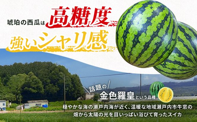 こはく農園 瀬戸内市牛窓産 琥珀の西瓜【金色羅皇品種使用】黄色 1玉(約7～9kg) スイカ 西瓜 フルーツ 国産 岡山 瀬戸内市