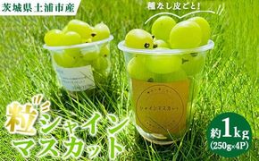 粒ぶどう シャインマスカット 約1.0kg（250g×4P）　※離島への配送不可　※2025年9月中旬～10月下旬頃に順次発送予定