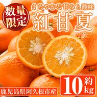 ＜先行予約受付中！2027年1月中旬以降順次発送予定＞紅甘夏(約10kg) 国産 鹿児島県 阿久根市 果実 果物 フルーツ 柑橘 みかん ミカン 期間限定 数量限定【桐野柑橘株式会社】akn070-08