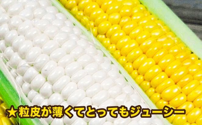 yszys\z  gERV wx   ~bNX i 10{O jy2026N6{ȍ~z st yc_Ɓz  [AZH003]