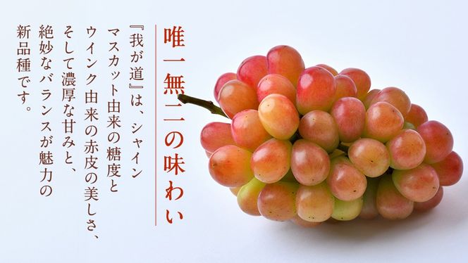 我が道 2.5kg (4～6房)【2026年8月下旬発送開始】(茨城県共通返礼品：大子町) シャインマスカット ウインク 葡萄 ブドウ ぶどう 果物 フルーツ 希少 新品種
