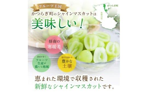 先行予約！ 朝摘み シャインマスカット 秀品  2房（約1.2kg）こだわり農家厳選！【2026年8月末から9月末順次発送予定】/ フルーツ ぶどう ブドウ 葡萄 マスカット 和歌山県 かつらぎ町 ジューシー 厳選 産地直送 果物【kgr035】