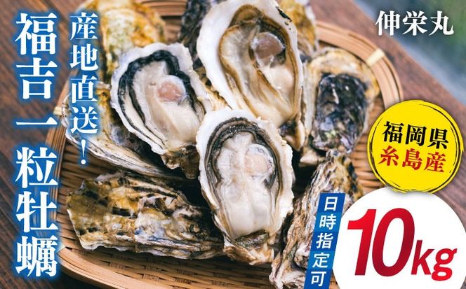 【加熱用】一粒牡蠣 カキ 10kg (牡蠣ナイフ付き) 糸島産 福吉 糸島市 / 伸栄丸 カキの佐々木 牡蠣 生カキ 生食用 殻付き カキ 生牡蛎[ATH004]