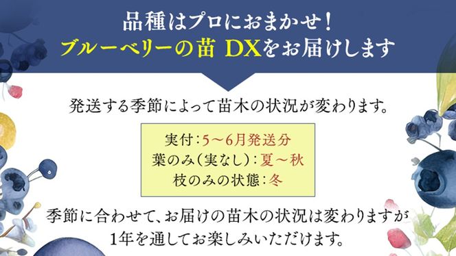ブルーベリー の 苗 DX 1品種 （品種おまかせ） ラビットアイ系 ハイブッシュ系サザン サザンハイブッシュ系 苗 庭木 果樹 ガーデニング [BG014us]
