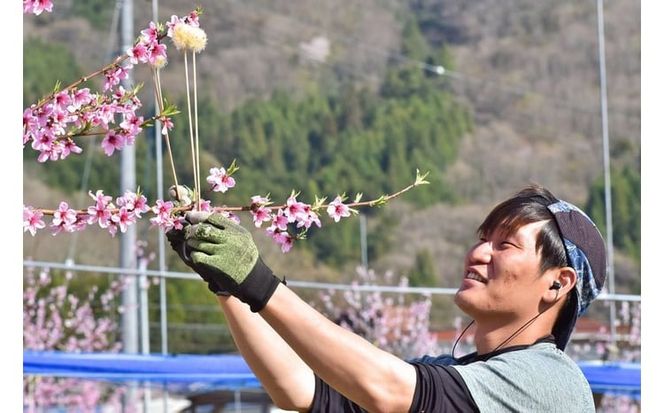 【きよとうファーム】幻の桃、蟠桃のリキュール「ほろ酔い紀元」(岡山県産)【KF-S001-03】
